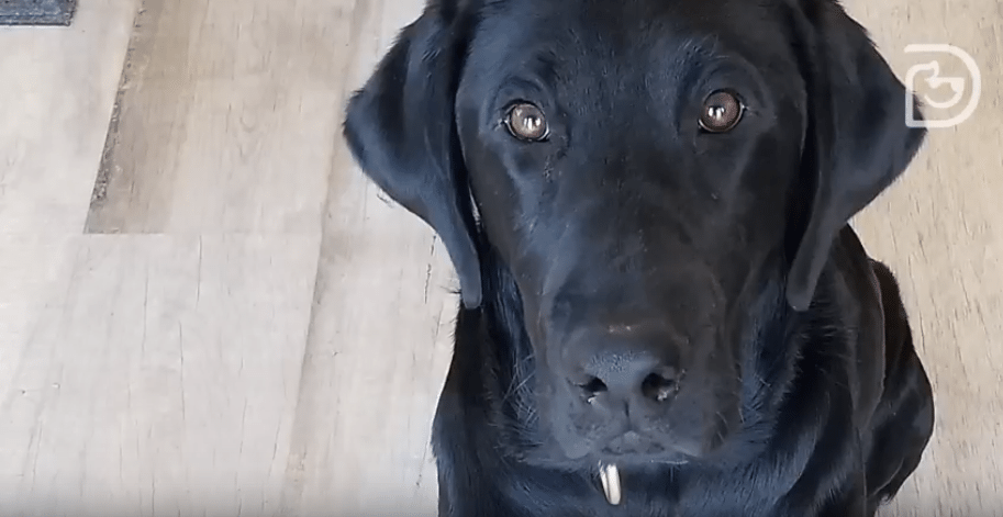 Dog exercise