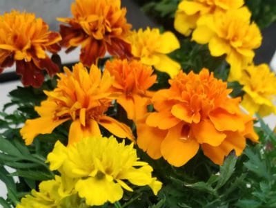 Marigolds plants dogs should avoid