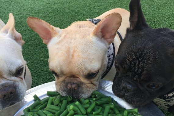 Puppies eating veggies