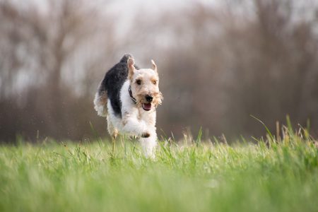 Dog running fast