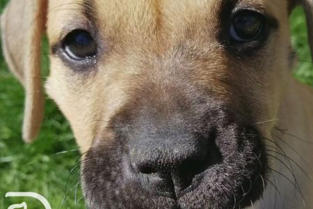 Puppy close up