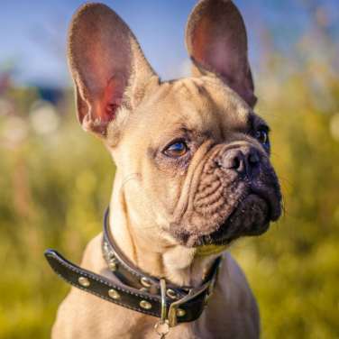 Dog listening carefully