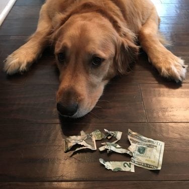 Dog Chewing Money