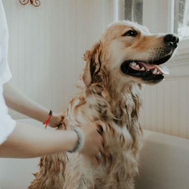 Golden Retriever getting a bath