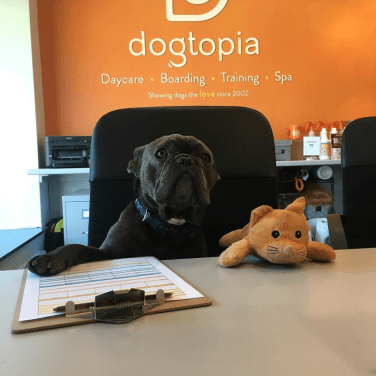 Doggy with Clipboard in a Dogtopia library