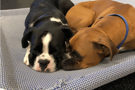 Two Doggies Cuddling