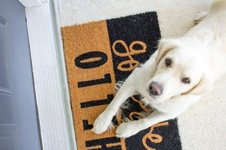 Dog waiting to head to daycare