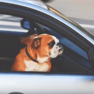 Dog in car