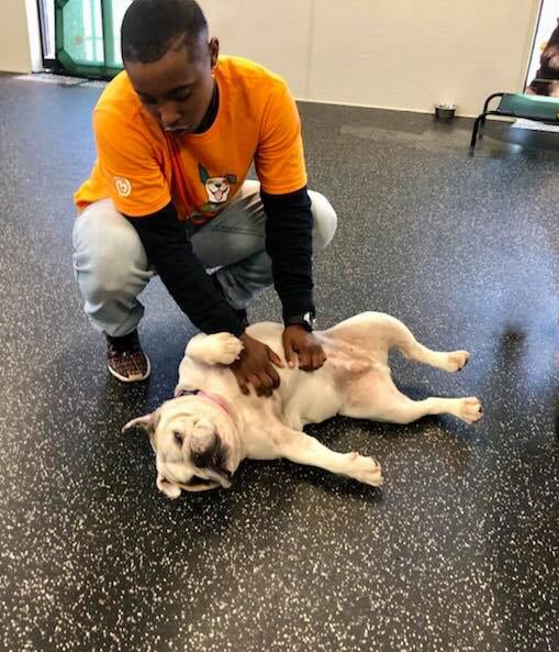 Canine Coach Giving Belly Rub
