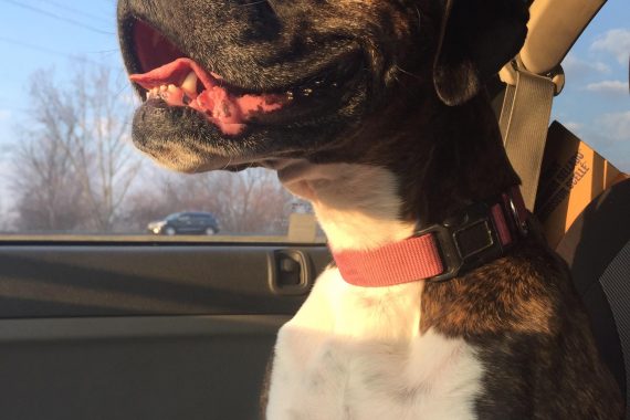 Dog Looking Out Car Window