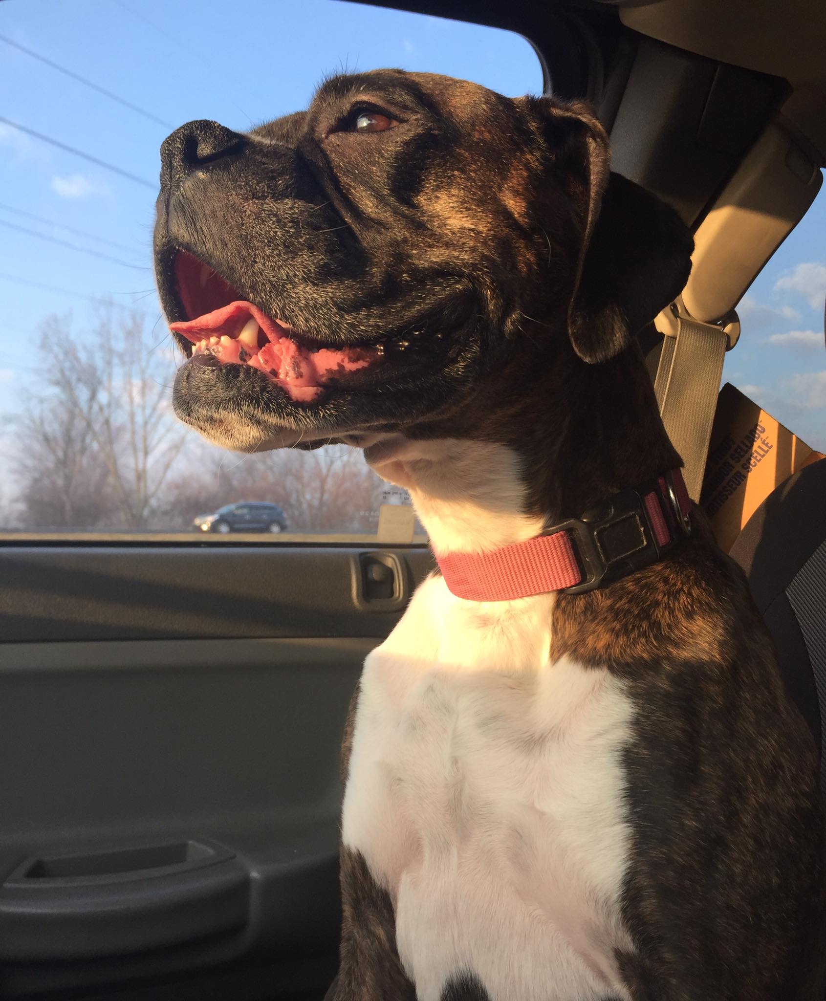 Dog Looking Out Car Window