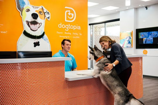 Husky at Reception Desk