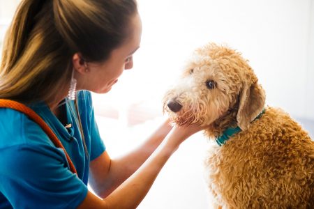 Puppy and Canine Coach