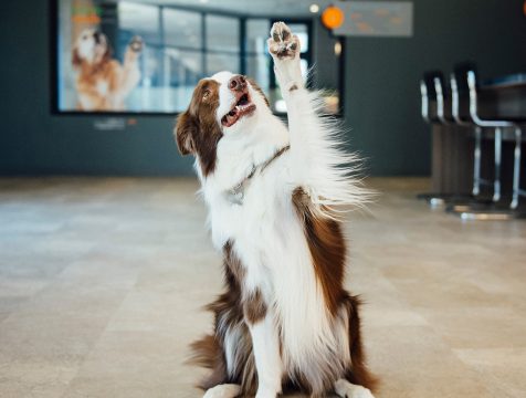Training dog to raise their paw