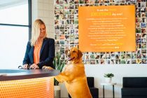 Dog at Dogtopia Counter