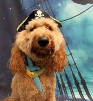 Dog Wearing Pirate Hat