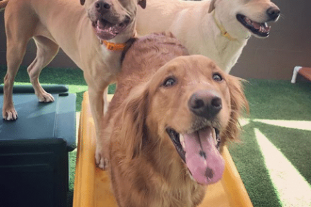 Dogs Getting Exercise at Dogtopia