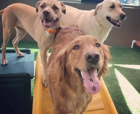 Dogs Getting Exercise at Dogtopia