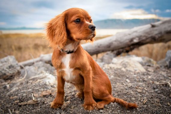 Dog Sitting on Rock