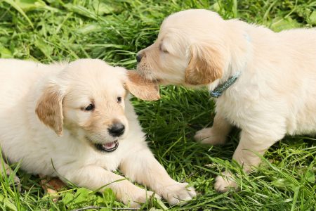 Golden Retriever Puppies Socializing