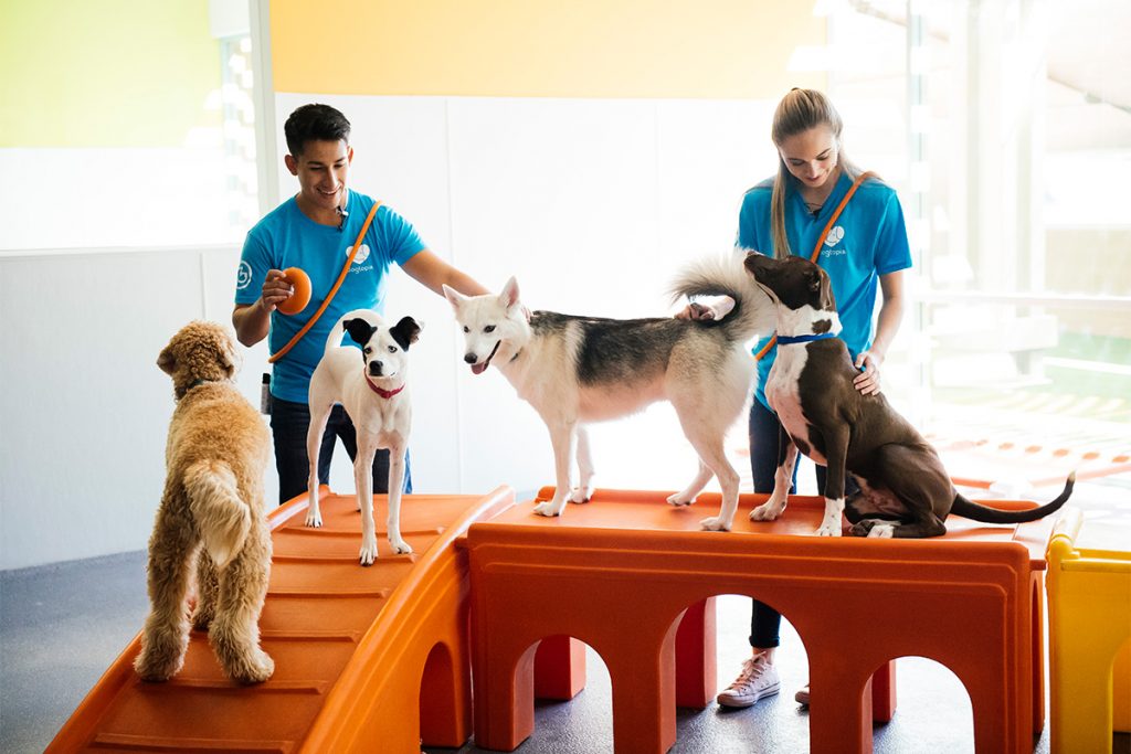 Dog Daycare, Boarding, Grooming & Spa Dogtopia