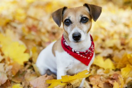 Dog Playing in Leaves Wearing Bandana