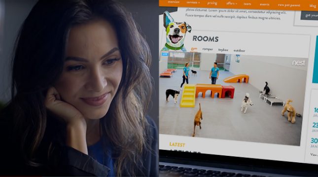 Live Webcam of Dogs in Dogtopia Playroom