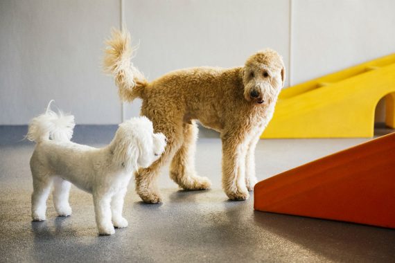 Pups Socializing in Dogtopia Playroom