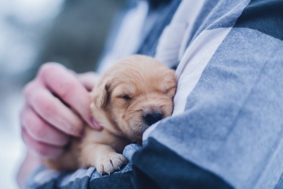 Tiny Golden Retriever Puppy