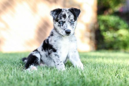 Spotted Dog with Blue Eyes