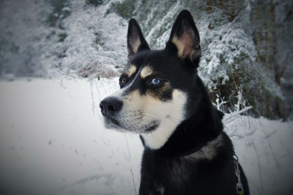 Husky in the Snow