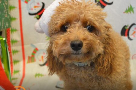 Dog in a holiday attire