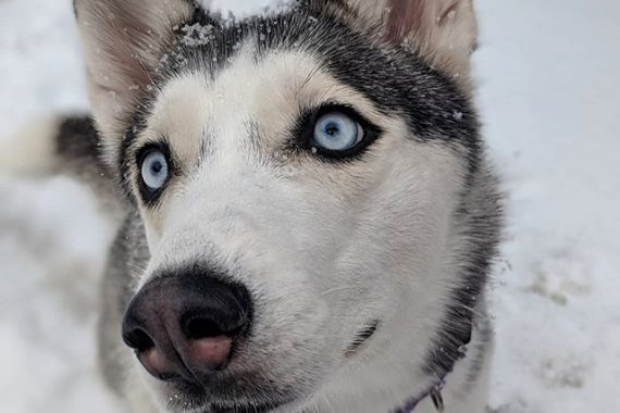 Dog on Winter Walk