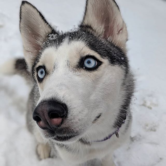 Dog on Winter Walk
