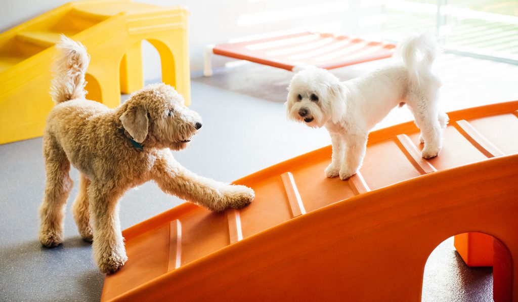 Dog Daycare, Boarding, Spa Mississauga - Dogtopia Meadowvale
