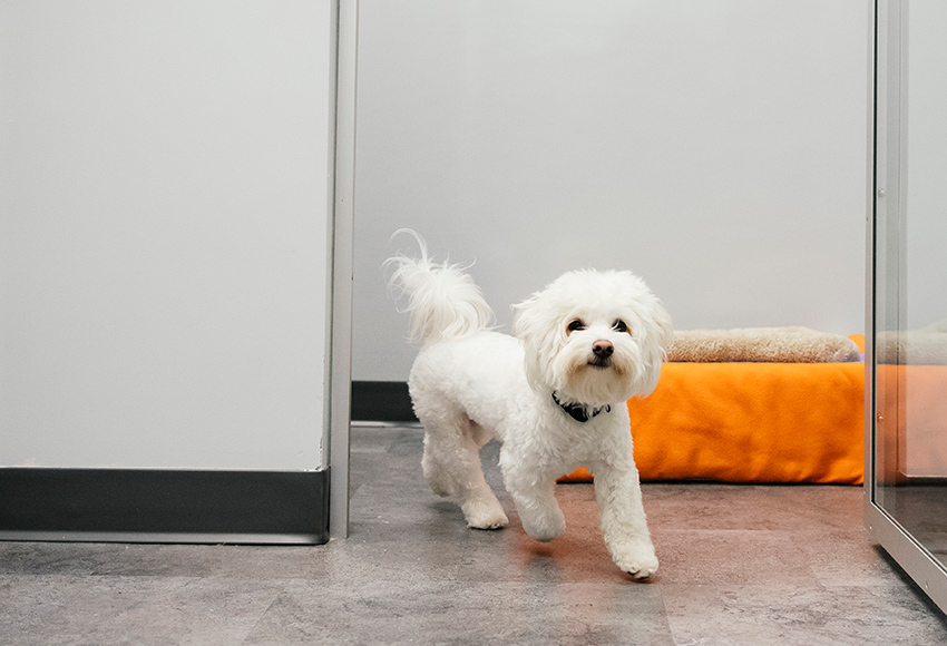 Overnight Dog Boarding Dogtopia of South Elgin