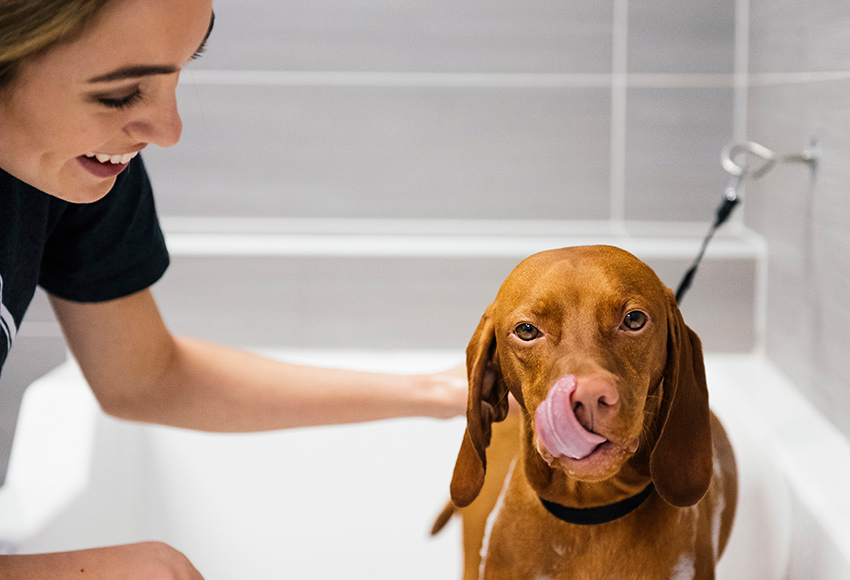 Pup with Tongue Out in Bath