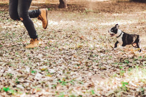 Boston Terrier Running After Owner