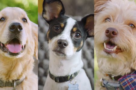 Three dogs profiles