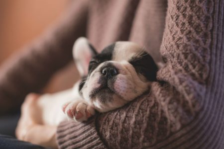 Person holding small puppy in arms