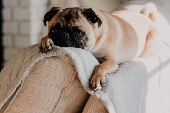 Pug Laying on Top of Couch