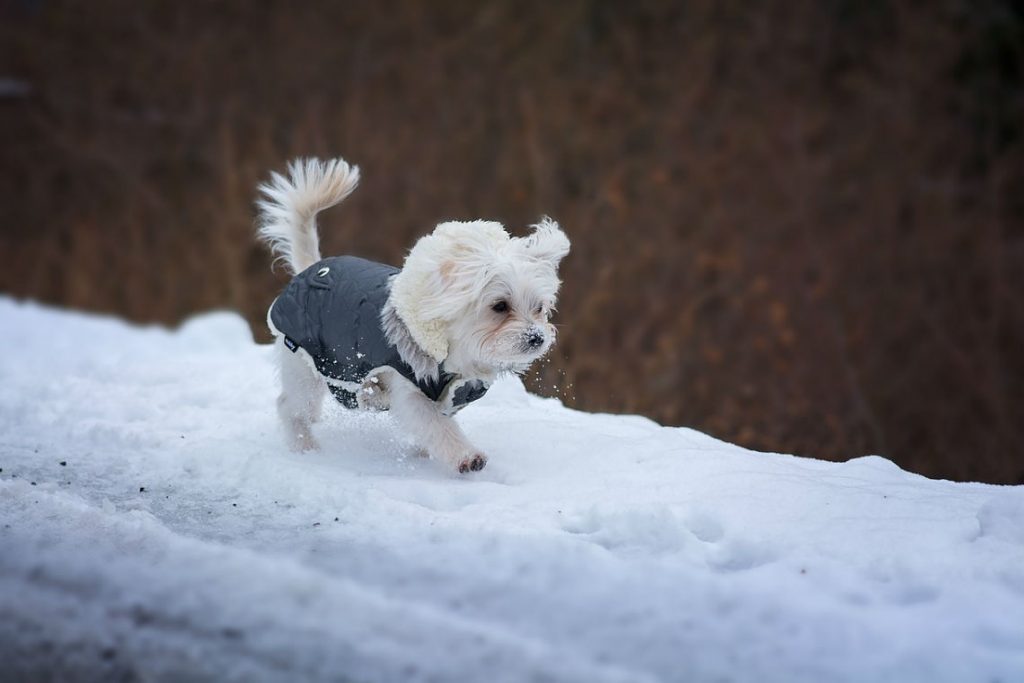 How Cold Is Too Cold for Dogs? Dogtopia