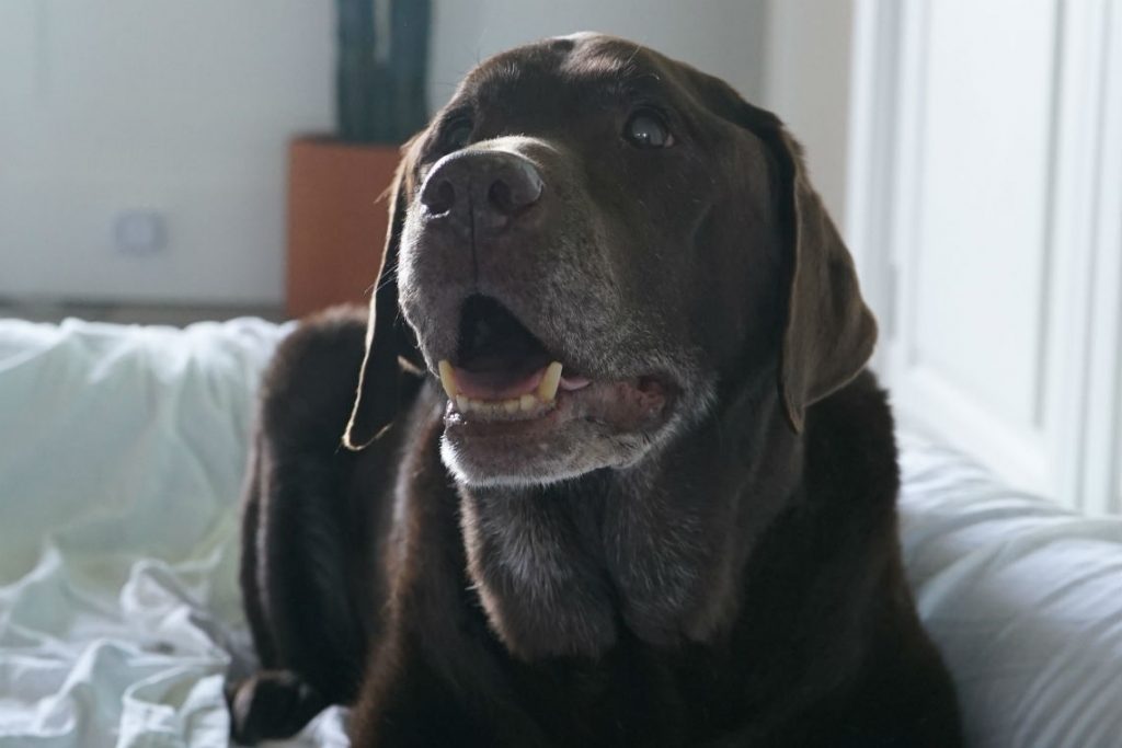 Chocolate brown lab lying in dog bed