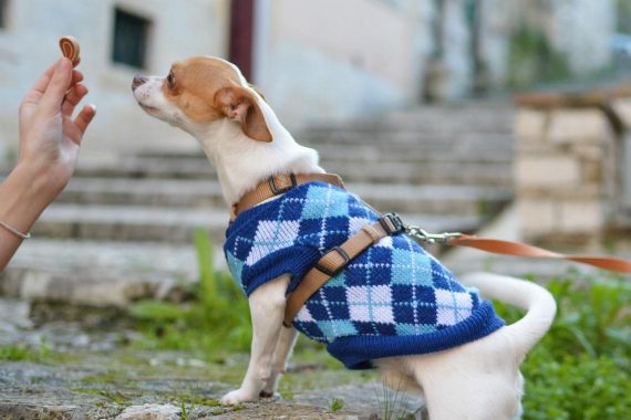 Dog in Sweater Getting Treat