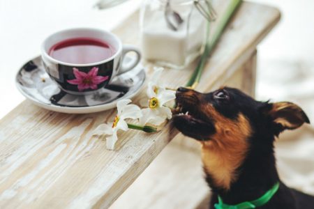 Dog about to take a flower off table