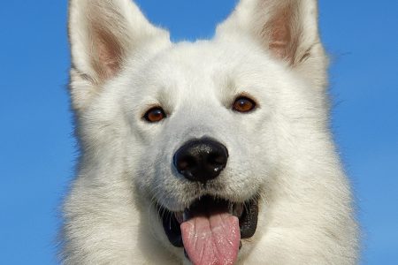 White Dog with Tongue Out