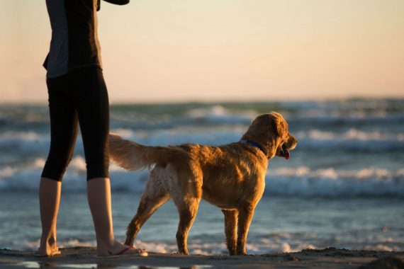 Dog and pet parent on ocean shore