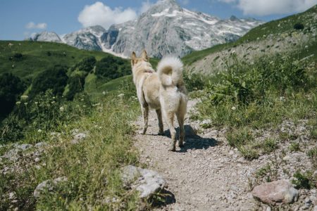 Dog on a hike with mountains in the background