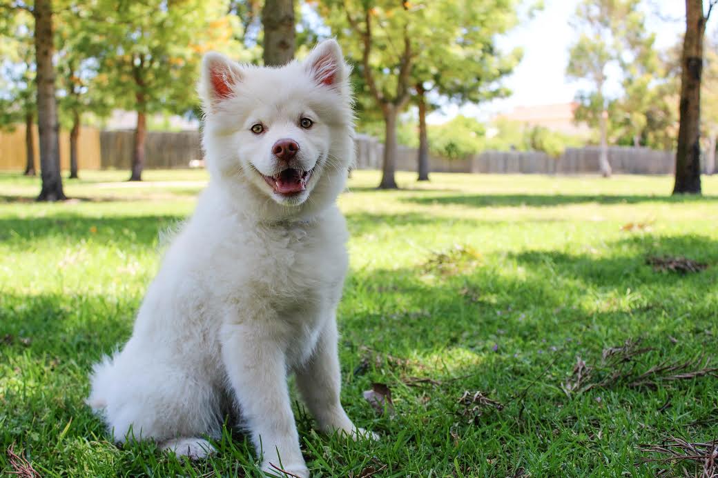 White Dog on Grass
