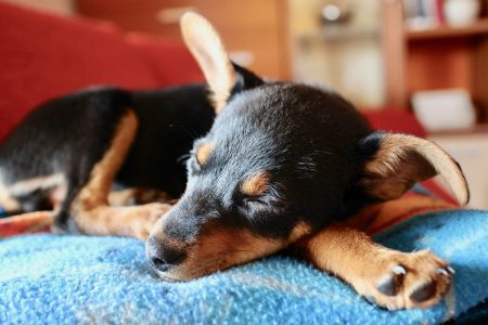 Sleeping dog